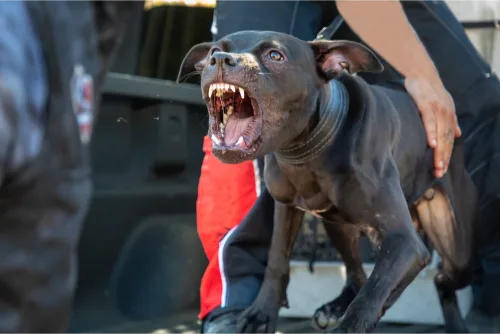 Mail carrier dog bite attorney Houston - Man holding a Dog