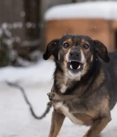 Can You Sue for a Dog Bite in Texas?