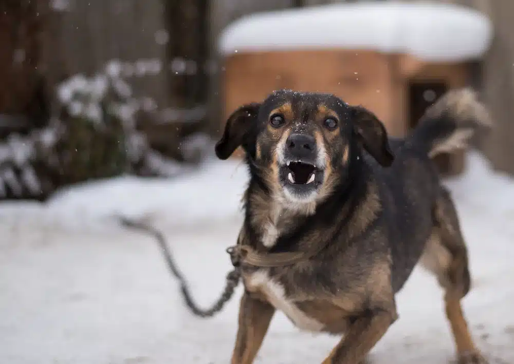 Can You Sue for a Dog Bite in Texas?