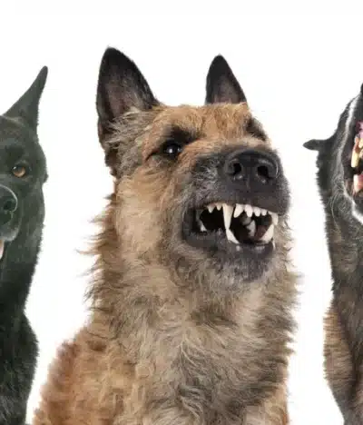 The Most Dangerous Dog Breeds: What the Data Really Says