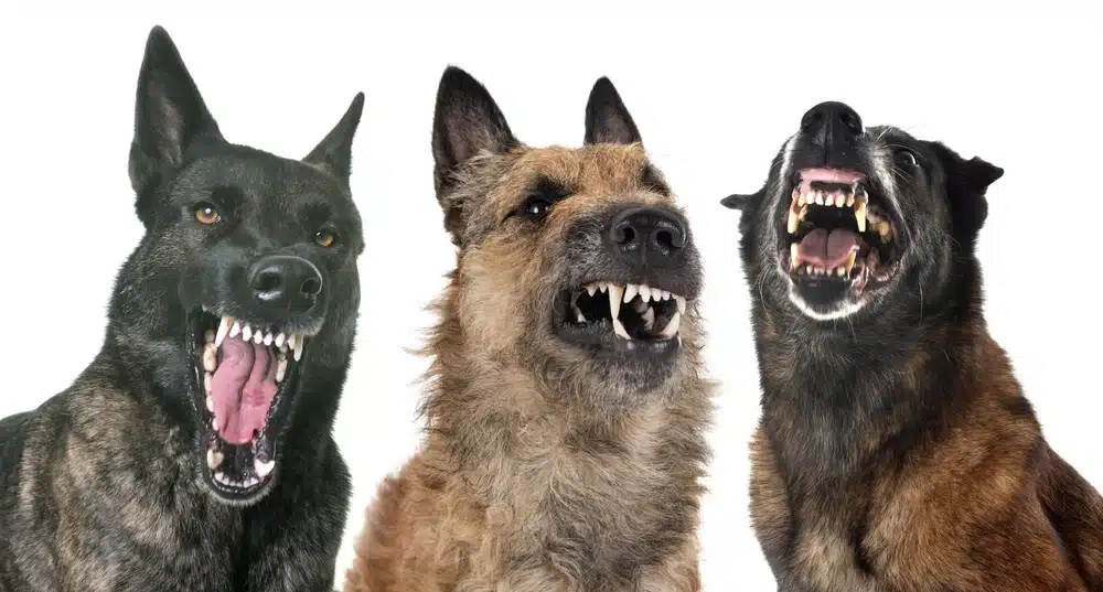 The Most Dangerous Dog Breeds