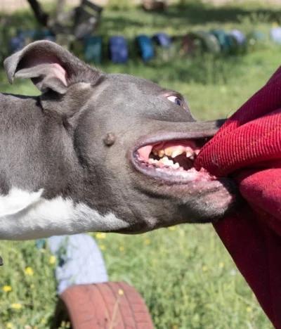 Does Homeowners Insurance Cover Dog Bites in Texas?