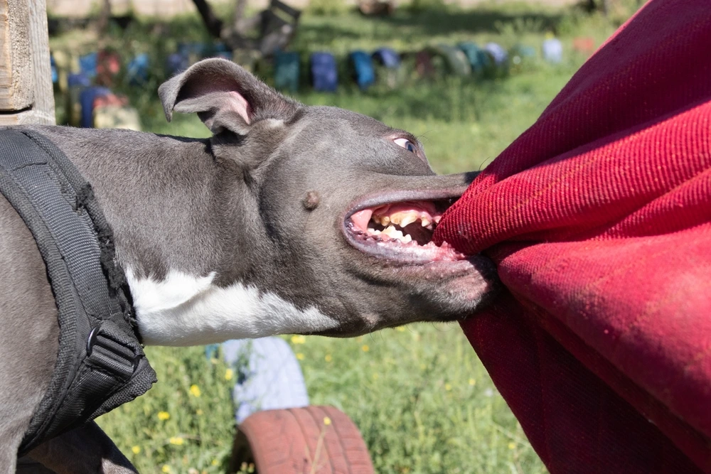Does Homeowners Insurance Cover Dog Bites in Texas?